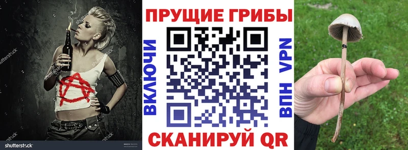 Галлюциногенные грибы Psilocybe  Лесосибирск 